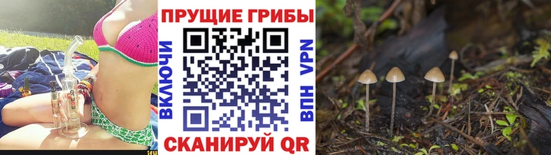 Псилоцибиновые грибы GOLDEN TEACHER  Макушино 